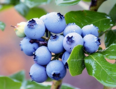 蓝莓怎么保存时间长？蓝莓气调冷库储存方法
